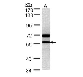 DAX-1 antibody from Signalway Antibody (22765) - Antibodies.com