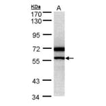 DAX-1 antibody from Signalway Antibody (22765) - Antibodies.com