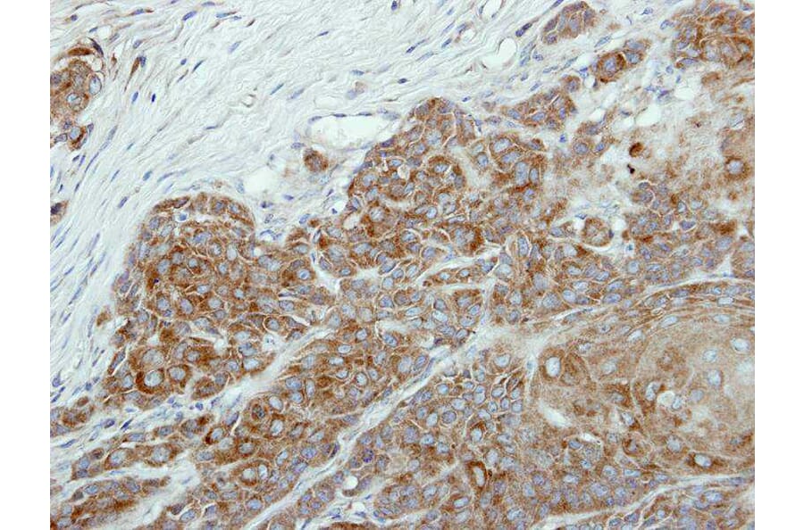 Immunohistochemistry - DAX-1 antibody from Signalway Antibody (22765) - Antibodies.com
