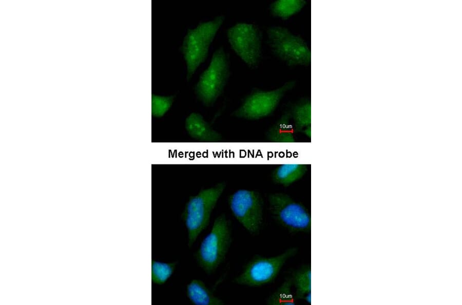 Immunofluorescence - DAX-1 antibody from Signalway Antibody (22765) - Antibodies.com