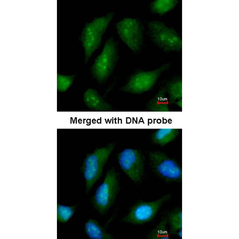 Immunofluorescence - DAX-1 antibody from Signalway Antibody (22765) - Antibodies.com