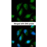 Immunofluorescence - DAX-1 antibody from Signalway Antibody (22765) - Antibodies.com