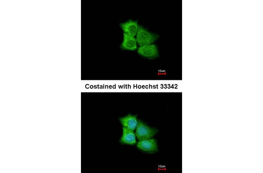Immunofluorescence - PCMT1 antibody from Signalway Antibody (22784) - Antibodies.com