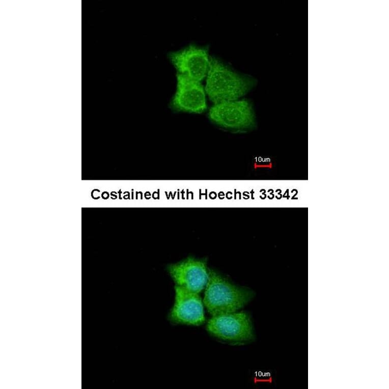 Immunofluorescence - PCMT1 antibody from Signalway Antibody (22784) - Antibodies.com