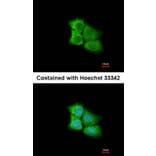 Immunofluorescence - PCMT1 antibody from Signalway Antibody (22784) - Antibodies.com