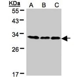 BAP31 antibody from Signalway Antibody (22800) - Antibodies.com