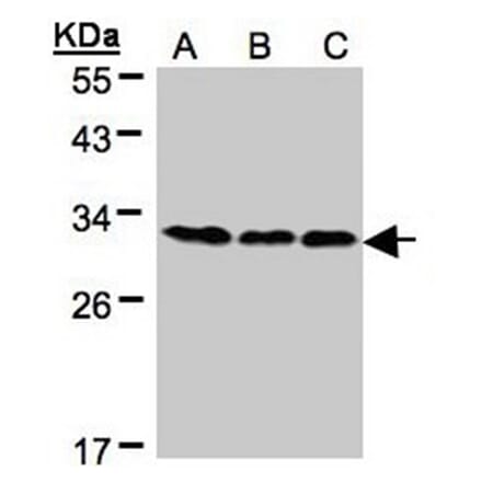 BAP31 antibody from Signalway Antibody (22800) - Antibodies.com