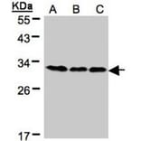 BAP31 antibody from Signalway Antibody (22800) - Antibodies.com