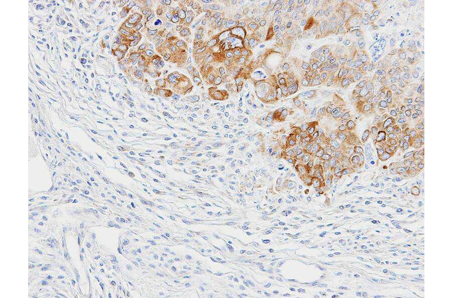 Immunohistochemistry - BAP31 antibody from Signalway Antibody (22800) - Antibodies.com