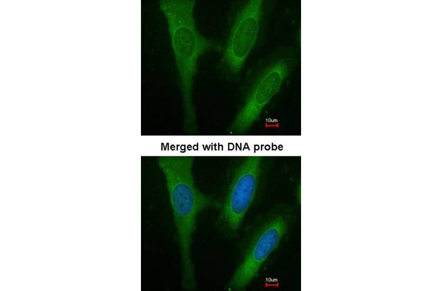 Immunofluorescence - BAP31 antibody from Signalway Antibody (22800) - Antibodies.com