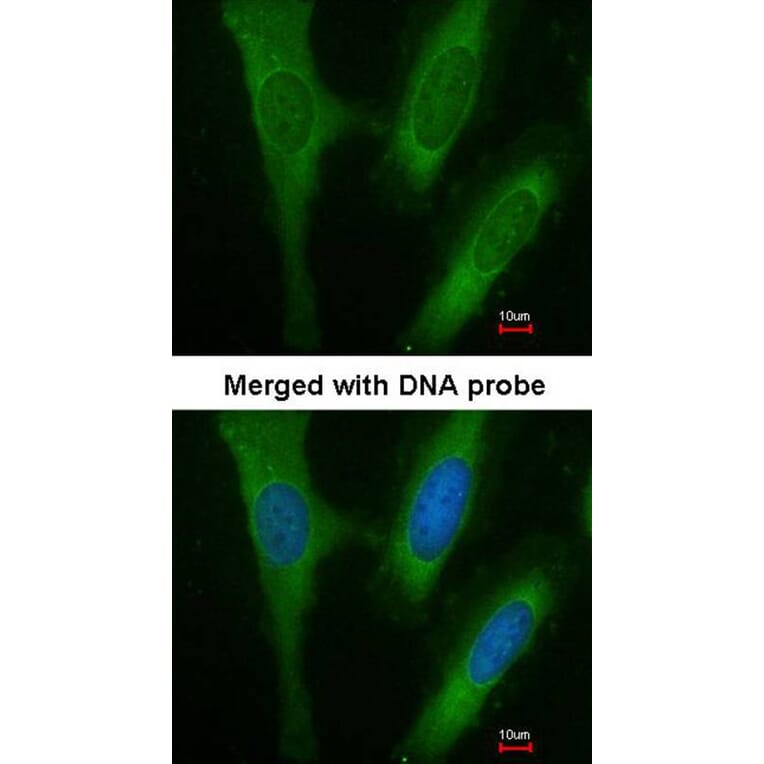 Immunofluorescence - BAP31 antibody from Signalway Antibody (22800) - Antibodies.com