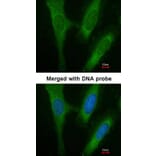 Immunofluorescence - BAP31 antibody from Signalway Antibody (22800) - Antibodies.com