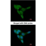 Immunofluorescence - PRKD2 antibody from Signalway Antibody (22841) - Antibodies.com