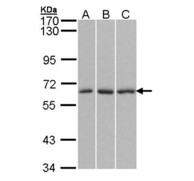 QIP1 antibody from Signalway Antibody (22843) - Antibodies.com
