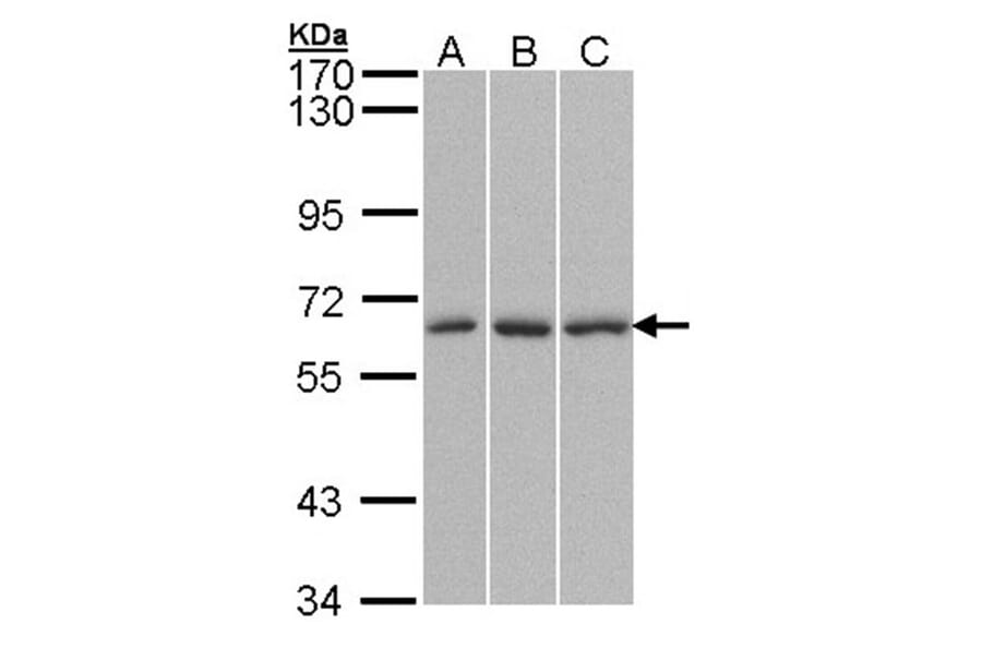 QIP1 antibody from Signalway Antibody (22843) - Antibodies.com