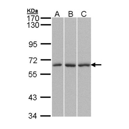 QIP1 antibody from Signalway Antibody (22843) - Antibodies.com