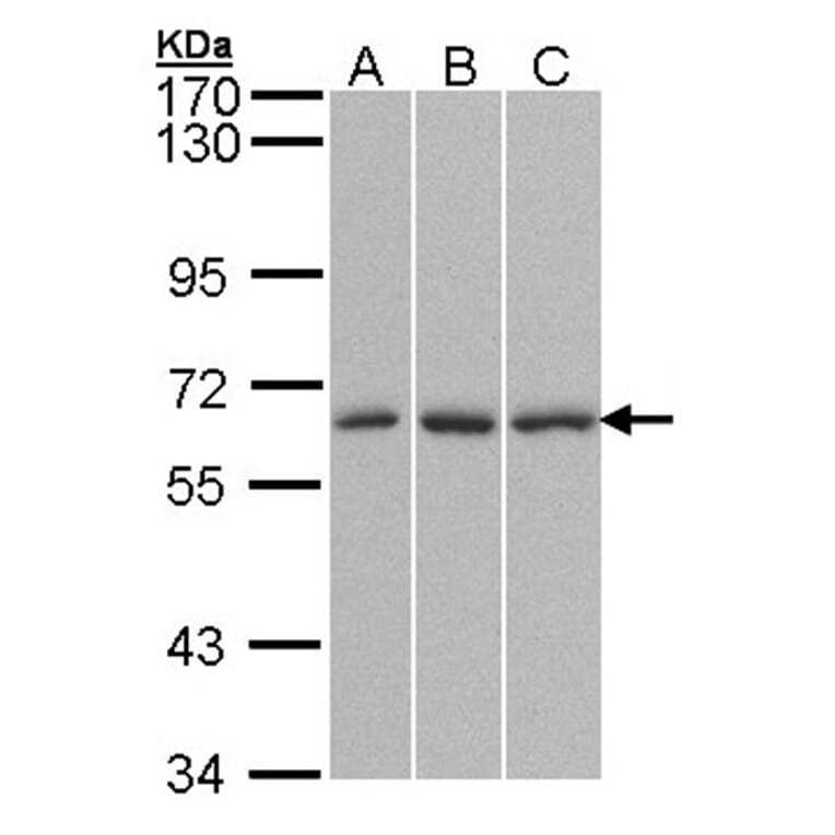 QIP1 antibody from Signalway Antibody (22843) - Antibodies.com