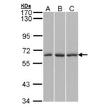 QIP1 antibody from Signalway Antibody (22843) - Antibodies.com