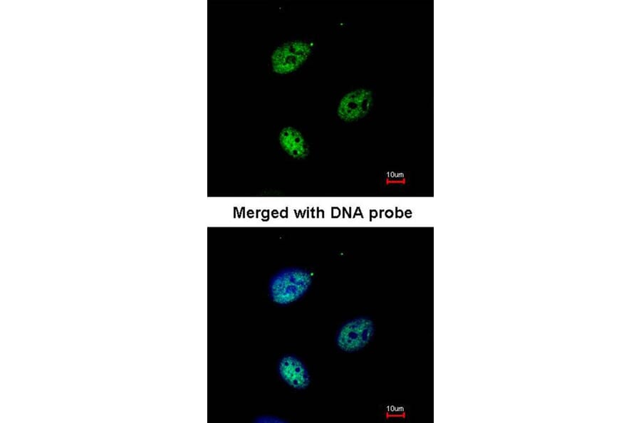 Immunofluorescence - QIP1 antibody from Signalway Antibody (22843) - Antibodies.com