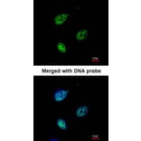 Immunofluorescence - QIP1 antibody from Signalway Antibody (22843) - Antibodies.com