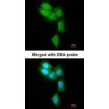 Immunofluorescence - PSMB8 antibody from Signalway Antibody (22848) - Antibodies.com
