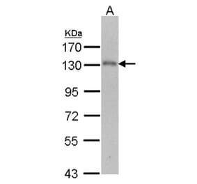 USP15 antibody from Signalway Antibody (22855) - Antibodies.com
