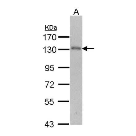 USP15 antibody from Signalway Antibody (22855) - Antibodies.com