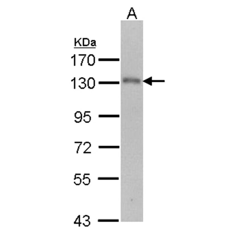 USP15 antibody from Signalway Antibody (22855) - Antibodies.com