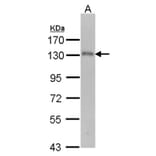 USP15 antibody from Signalway Antibody (22855) - Antibodies.com