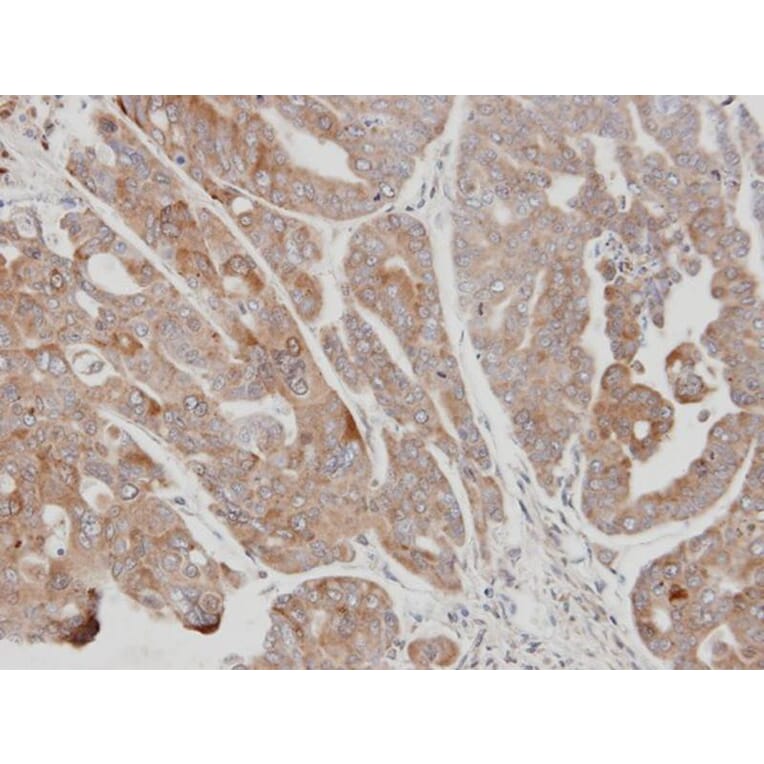 Immunohistochemistry - USP15 antibody from Signalway Antibody (22855) - Antibodies.com