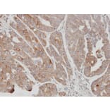 Immunohistochemistry - USP15 antibody from Signalway Antibody (22855) - Antibodies.com