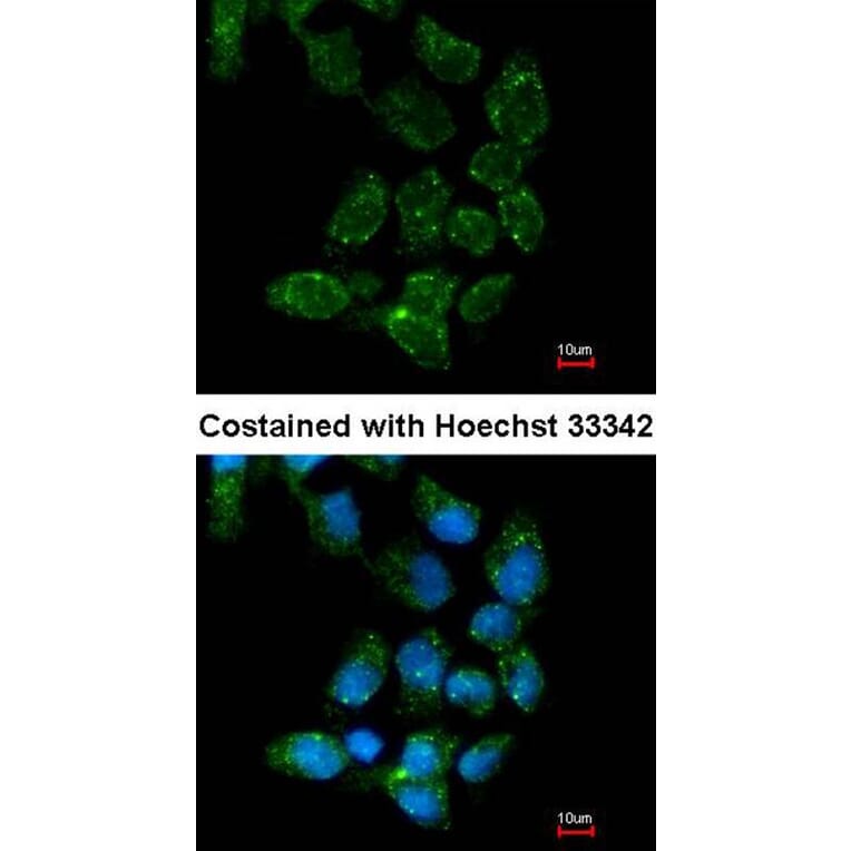 Immunofluorescence - USP15 antibody from Signalway Antibody (22855) - Antibodies.com