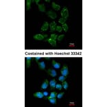 Immunofluorescence - USP15 antibody from Signalway Antibody (22855) - Antibodies.com