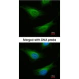 Immunofluorescence - FANCC antibody from Signalway Antibody (22857) - Antibodies.com
