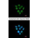 Immunofluorescence - Fbp5B antibody from Signalway Antibody (22864) - Antibodies.com