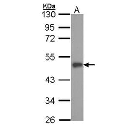 ESE1 antibody from Signalway Antibody (22900) - Antibodies.com