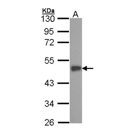 ESE1 antibody from Signalway Antibody (22900) - Antibodies.com