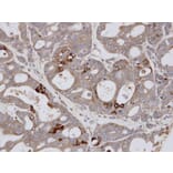 Immunohistochemistry - ESE1 antibody from Signalway Antibody (22900) - Antibodies.com