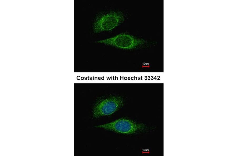 Immunofluorescence - ESE1 antibody from Signalway Antibody (22900) - Antibodies.com