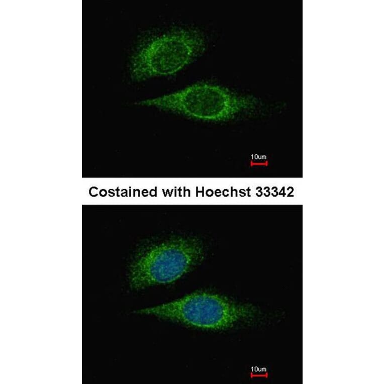 Immunofluorescence - ESE1 antibody from Signalway Antibody (22900) - Antibodies.com