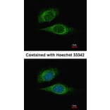Immunofluorescence - ESE1 antibody from Signalway Antibody (22900) - Antibodies.com