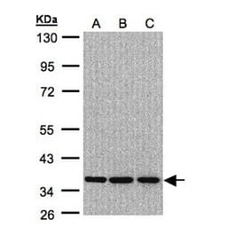 XRCC4 antibody from Signalway Antibody (22951) - Antibodies.com