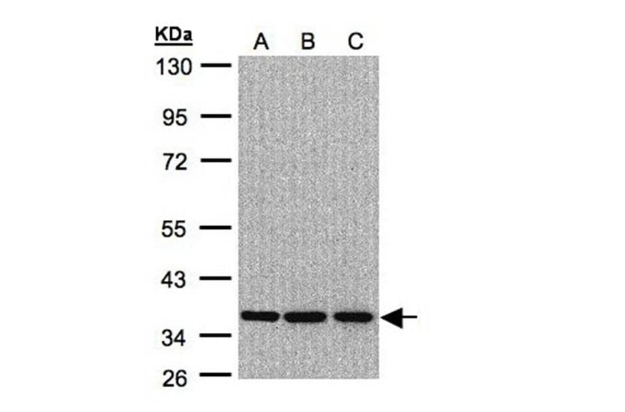 XRCC4 antibody from Signalway Antibody (22951) - Antibodies.com