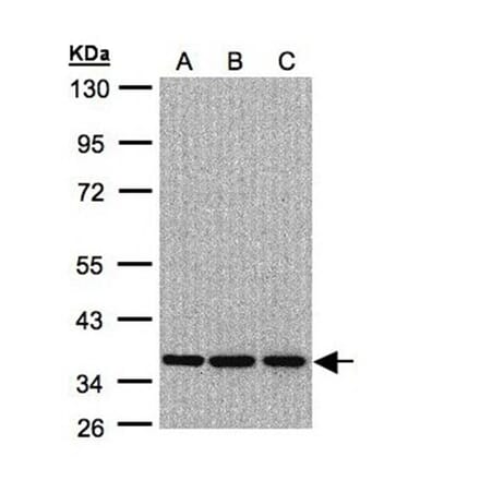 XRCC4 antibody from Signalway Antibody (22951) - Antibodies.com