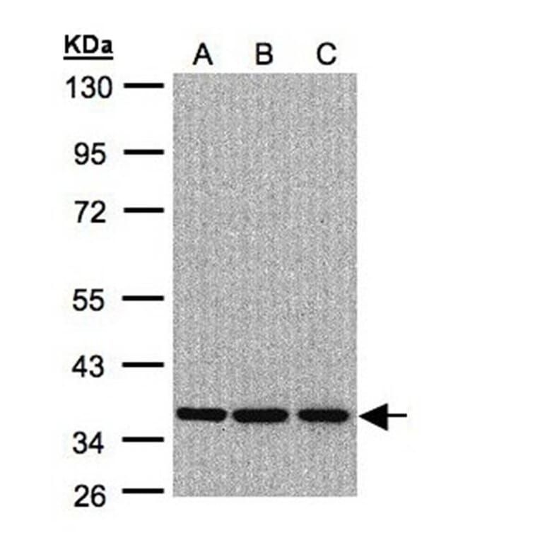 XRCC4 antibody from Signalway Antibody (22951) - Antibodies.com