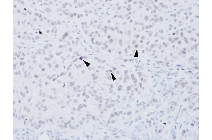 Immunohistochemistry - XRCC4 antibody from Signalway Antibody (22951) - Antibodies.com