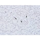 Immunohistochemistry - XRCC4 antibody from Signalway Antibody (22951) - Antibodies.com