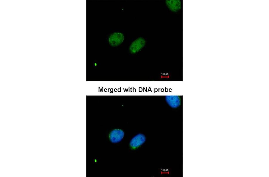 Immunofluorescence - XRCC4 antibody from Signalway Antibody (22951) - Antibodies.com