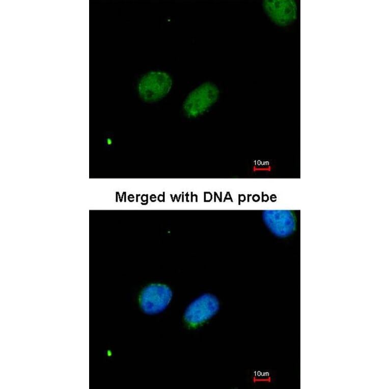 Immunofluorescence - XRCC4 antibody from Signalway Antibody (22951) - Antibodies.com