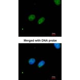 Immunofluorescence - XRCC4 antibody from Signalway Antibody (22951) - Antibodies.com